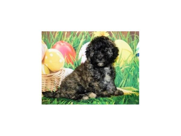 Bichapoo-DOG-Female-Brindle-11760-Petland Batavia, Illinois