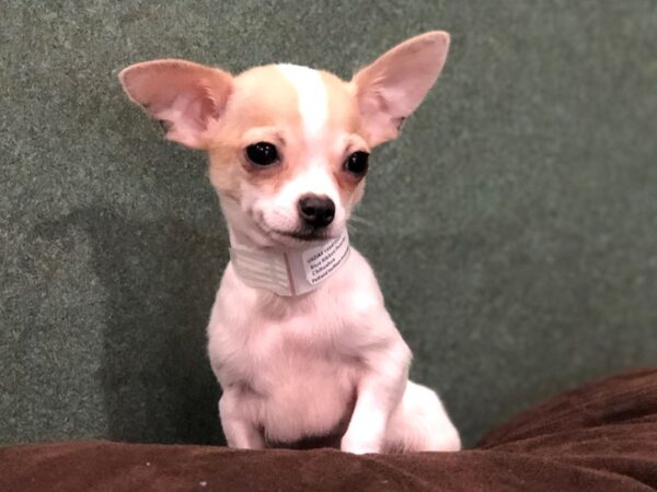 Chihuahua-DOG-Male-White, Fawn Markings-11761-Petland Batavia, Illinois