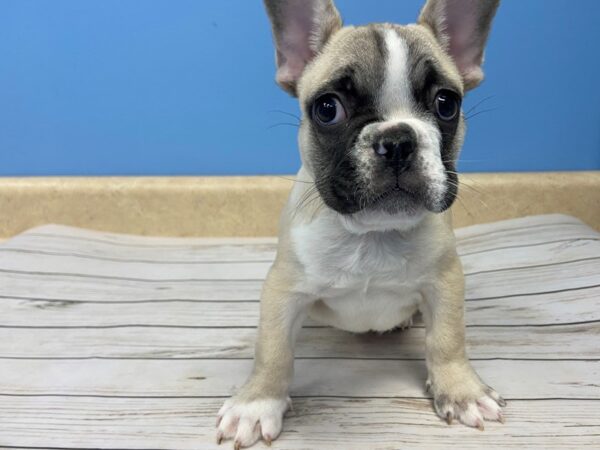 French Bulldog DOG Male Fawn Piebald 19629 Petland Batavia, Illinois