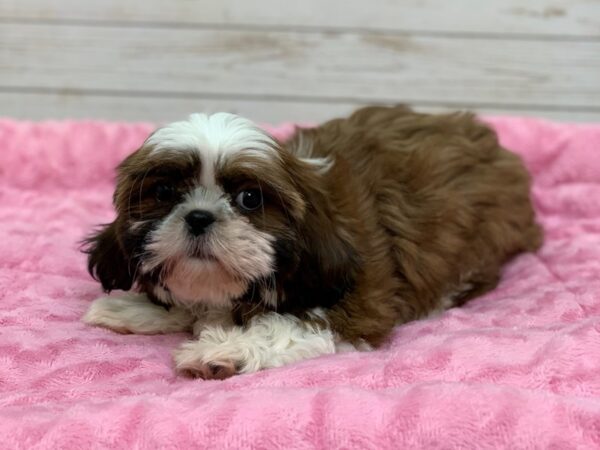 Shih Tzu DOG Female Red Gold and White 11773 Petland Batavia, Illinois