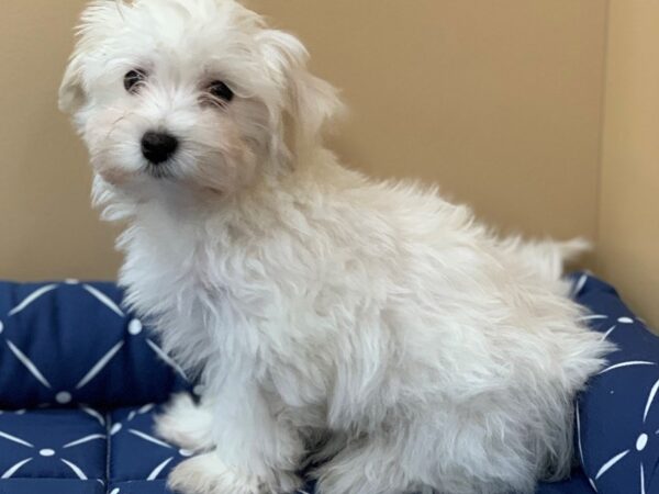 Havanese DOG Male Cream 11774 Petland Batavia, Illinois