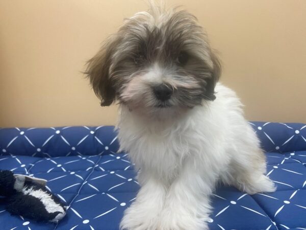 Hava Tzu DOG Male Brindle & White 11776 Petland Batavia, Illinois