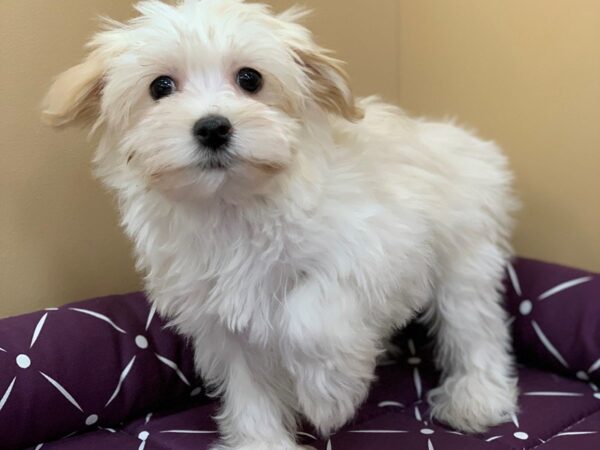 Havanese DOG Female Cream 19664 Petland Batavia, Illinois