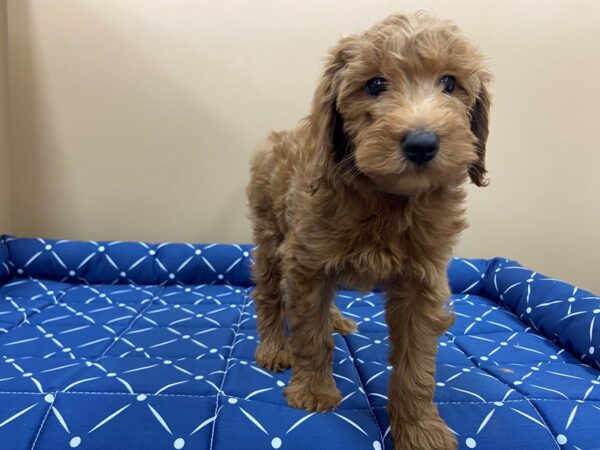 Goldendoodle Mini 2nd Gen-DOG-Male-Red-19650-Petland Batavia, Illinois