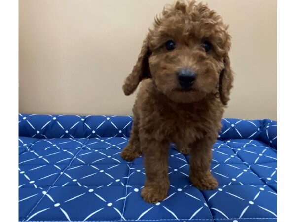 Goldendoodle Mini 2nd Gen-DOG-Male-Red-19651-Petland Batavia, Illinois