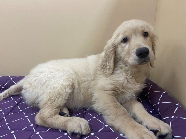 Golden Retriever DOG Female Light Golden 11777 Petland Batavia, Illinois