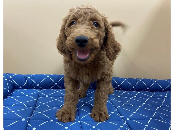 Goldendoodle Mini 2nd Gen DOG Male Red 11782 Petland Batavia, Illinois