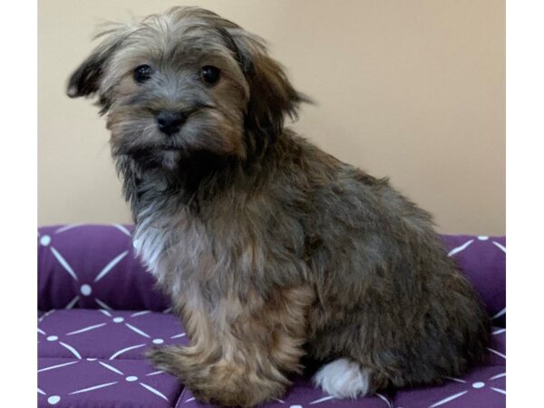 Havanese DOG Female Brindle 11775 Petland Batavia, Illinois