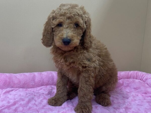 Goldendoodle Mini 2nd Gen DOG Male Red 11783 Petland Batavia, Illinois