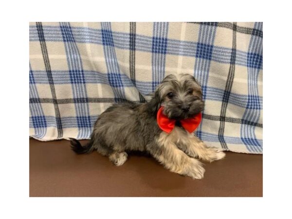 Havanese DOG Male Brindle 19903 Petland Batavia, Illinois