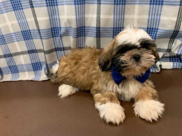 Shih Tzu DOG Male Brindle and White 19902 Petland Batavia, Illinois