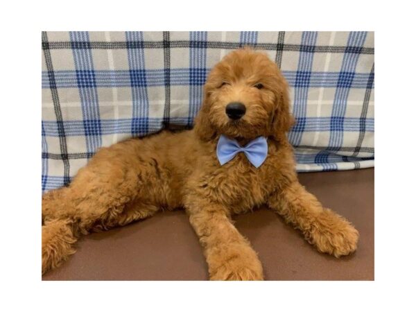 Goldendoodle DOG Male Red 19901 Petland Batavia, Illinois