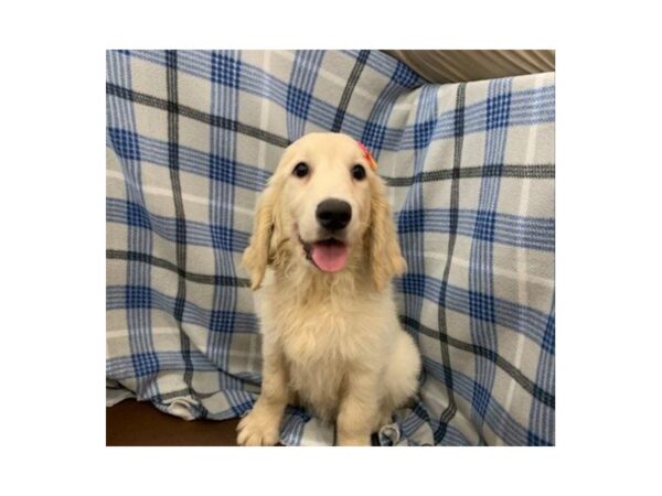 Golden Retriever DOG Female Light Golden 19900 Petland Batavia, Illinois