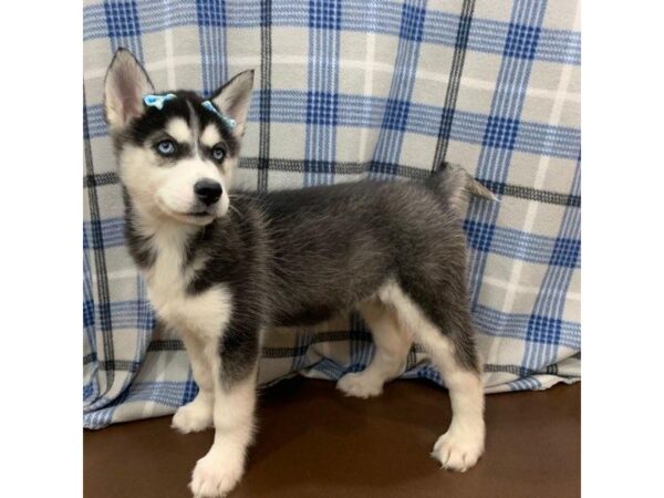 Siberian Husky DOG Female Black & White 19899 Petland Batavia, Illinois