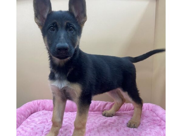 German Shepherd DOG Female Black and Tan 11781 Petland Batavia, Illinois