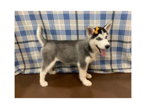 Siberian Husky DOG Female Black & White 19898 Petland Batavia, Illinois