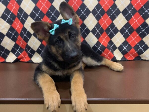 German Shepherd DOG Female Black and Tan 19897 Petland Batavia, Illinois