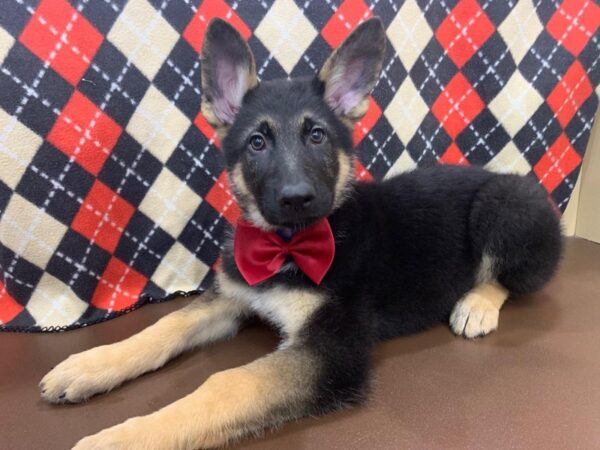 German Shepherd DOG Male Black and Tan 19896 Petland Batavia, Illinois