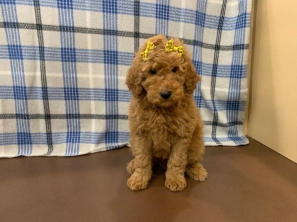 Goldendoodle Mini 2nd Gen-DOG-Female-Red-19895-Petland Batavia, Illinois