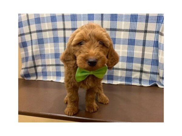 Goldendoodle Mini 2nd Gen DOG Male Red 19894 Petland Batavia, Illinois