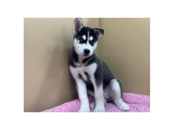 Siberian Husky DOG Male Black & White 11779 Petland Batavia, Illinois