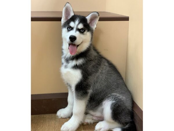 Siberian Husky DOG Male Black & White 19658 Petland Batavia, Illinois