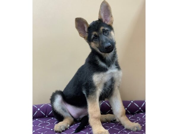 German Shepherd DOG Female Black and Tan 19657 Petland Batavia, Illinois