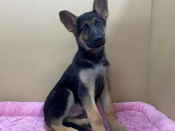 German Shepherd DOG Male Black and Tan 11780 Petland Batavia, Illinois