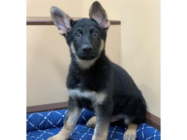 German Shepherd DOG Male Black and Tan 19654 Petland Batavia, Illinois