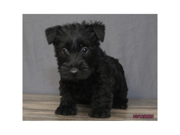 Scottish Terrier DOG Female Black 11797 Petland Batavia, Illinois