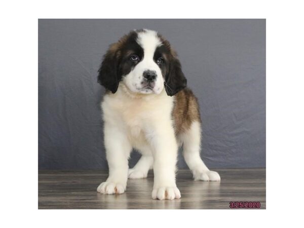 Saint Bernard DOG Male Brown / White 11796 Petland Batavia, Illinois