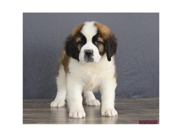 Saint Bernard DOG Female Brown / White 11799 Petland Batavia, Illinois