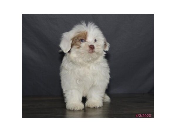 Havanese DOG Female Brown / White 19922 Petland Batavia, Illinois