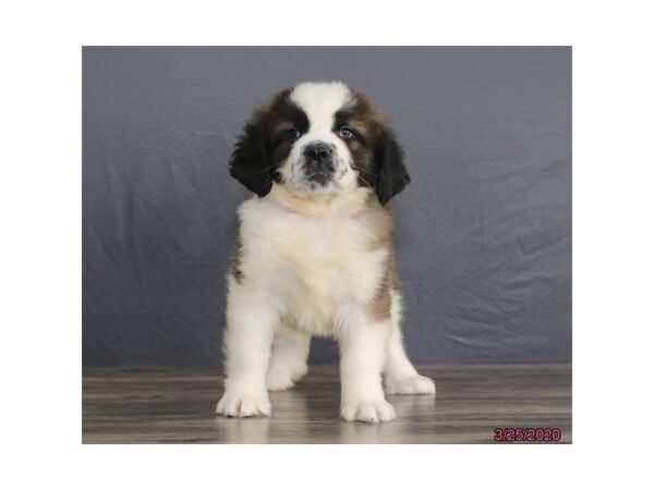 Saint Bernard DOG Female Brown / White 19923 Petland Batavia, Illinois