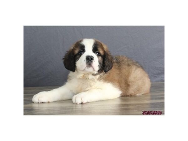Saint Bernard-DOG-Male-Brown / White-19921-Petland Batavia, Illinois