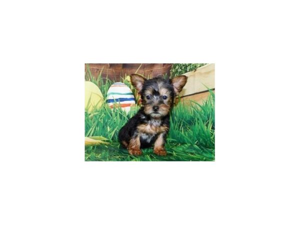 Silky Terrier DOG Female Black / Tan 11785 Petland Batavia, Illinois