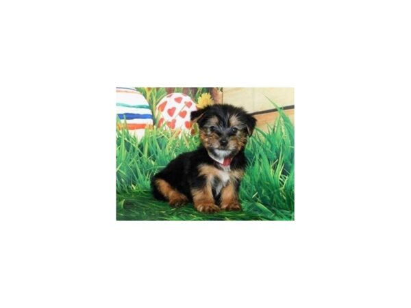 Silky Terrier-DOG-Female-Black / Tan-11786-Petland Batavia, Illinois