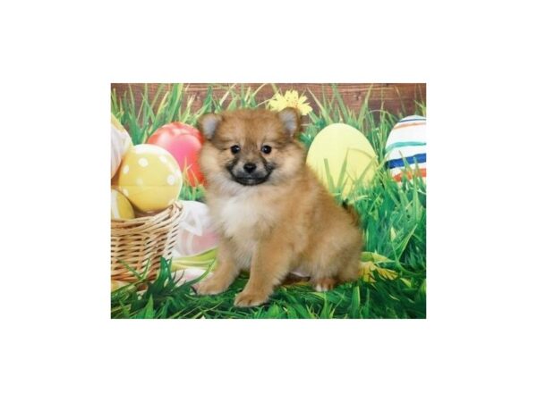 Pomeranian DOG Female Red Sable 11795 Petland Batavia, Illinois