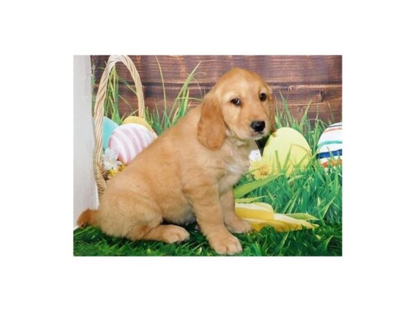 Golden Retriever DOG Female Golden 11794 Petland Batavia, Illinois