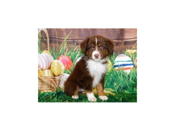 Miniature American Shepherd-DOG-Male-Red-11790-Petland Batavia, Illinois