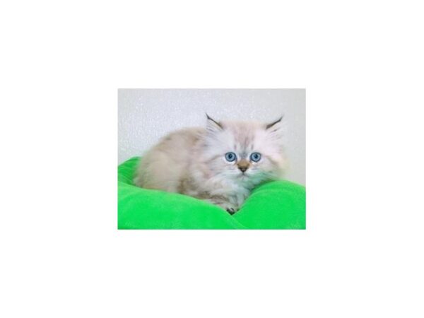 Persian CAT Male Seal Point 11788 Petland Batavia, Illinois