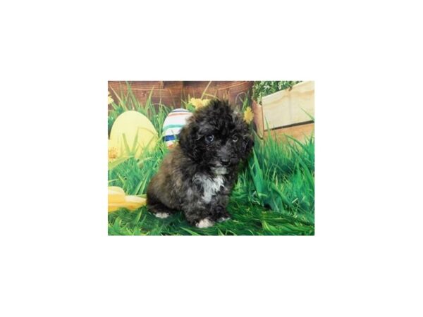 Bichapoo-DOG-Male-Brindle-11792-Petland Batavia, Illinois