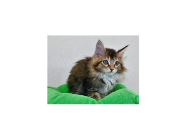 Maine Coon-CAT-Male-Brown Classic Tabby / White-19920-Petland Batavia, Illinois