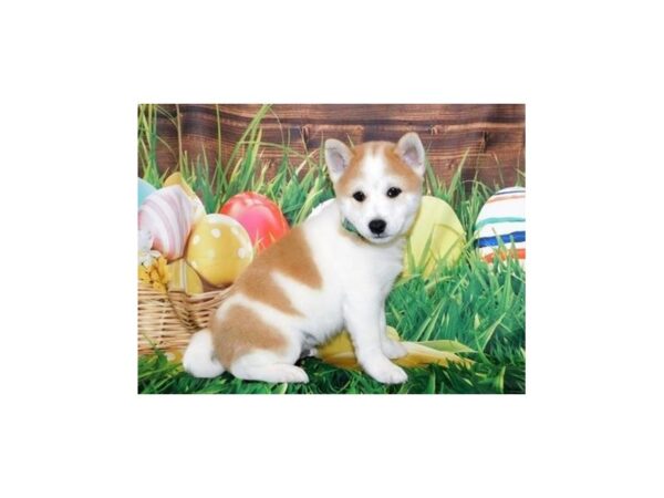 Shiba Inu DOG Male Red / White 19905 Petland Batavia, Illinois