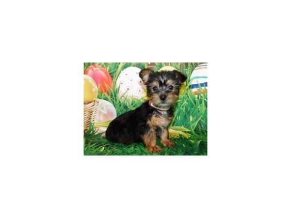 Silky Terrier DOG Female Black / Tan 19908 Petland Batavia, Illinois