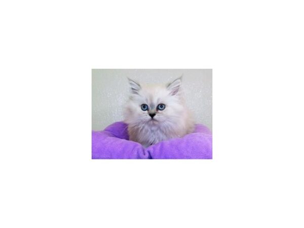 Persian CAT Female Blue Point 19909 Petland Batavia, Illinois