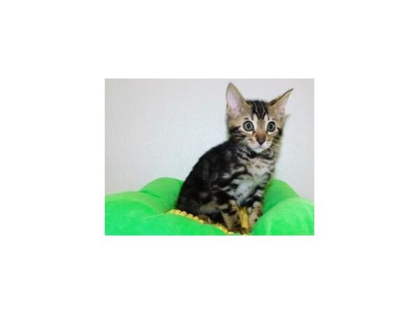 Bengal CAT Male Brown / Black 20020 Petland Batavia, Illinois