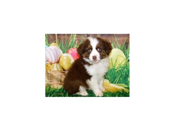 Miniature American Shepherd-DOG-Male-Red-19911-Petland Batavia, Illinois