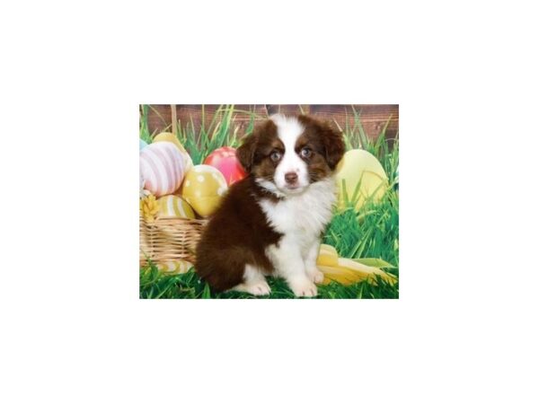 Miniature American Shepherd DOG Male Red 19911 Petland Batavia, Illinois