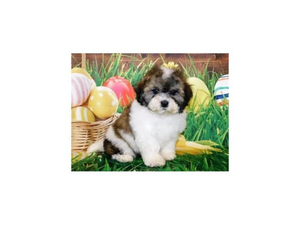 Teddy Bear DOG Male Gold / White 19914 Petland Batavia, Illinois